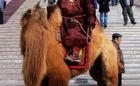 Цэдэнгийн ШИНЭН- Монгол анхны мянгат тэмээчин, Тэрбумтан